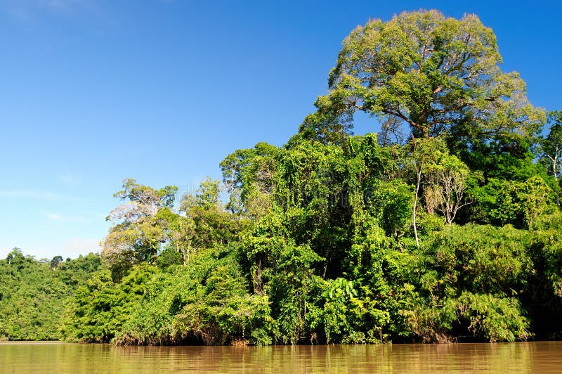 Indonesia - Tropical jungle on the river, Borneo