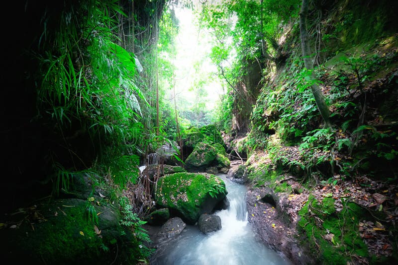 Indonesia wild jungles. Amazing mystery rainforest landscape with small waterfall flowing among tropical plants. Indonesia wild jungles. Amazing mystery rainforest landscape with small waterfall flowing among tropical plants