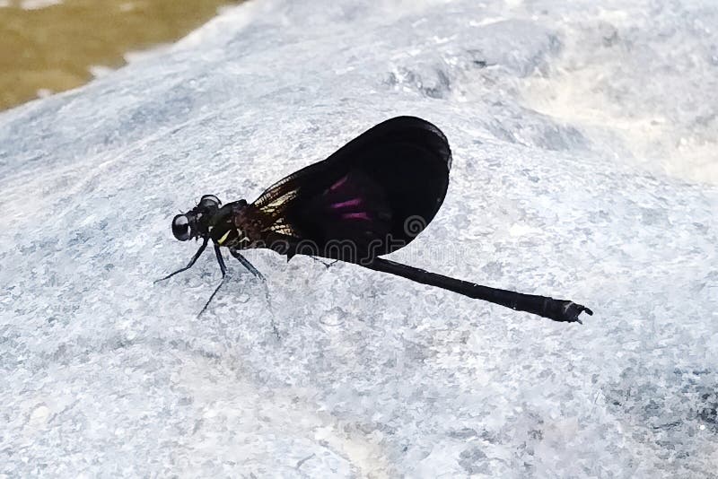 Indonesian black dragonfly in the side river royalty free stock photo