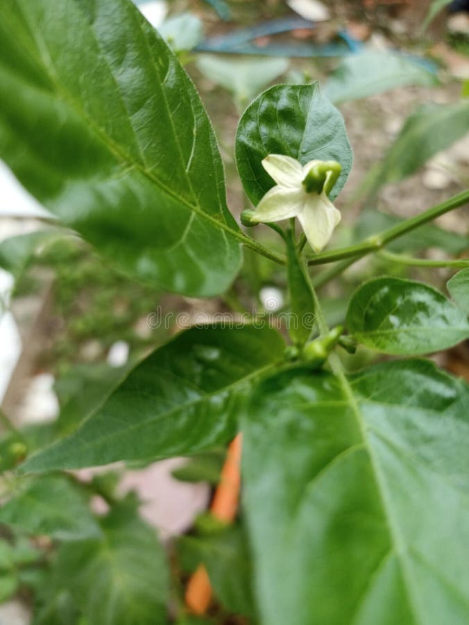 Indonesian Cayenne Pepper Flower Petals Stock Photo Image of leaf