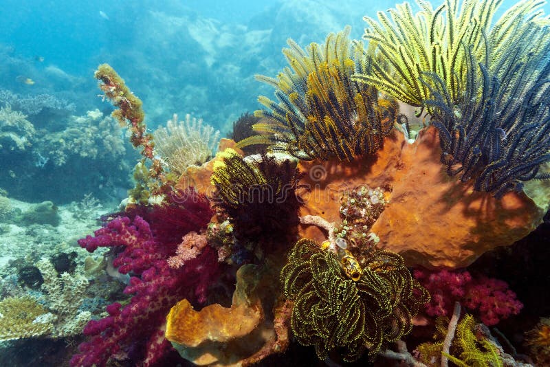 Indonesian coral reef