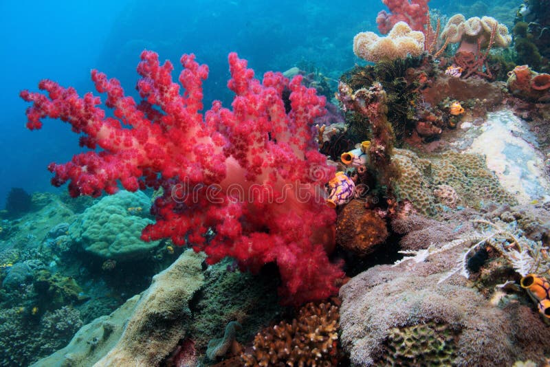 Indonesian coral reef