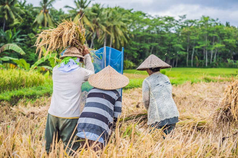 Indonesian Farmer Man Sifting Rice in the Fields of Ubud, Bali. a ...