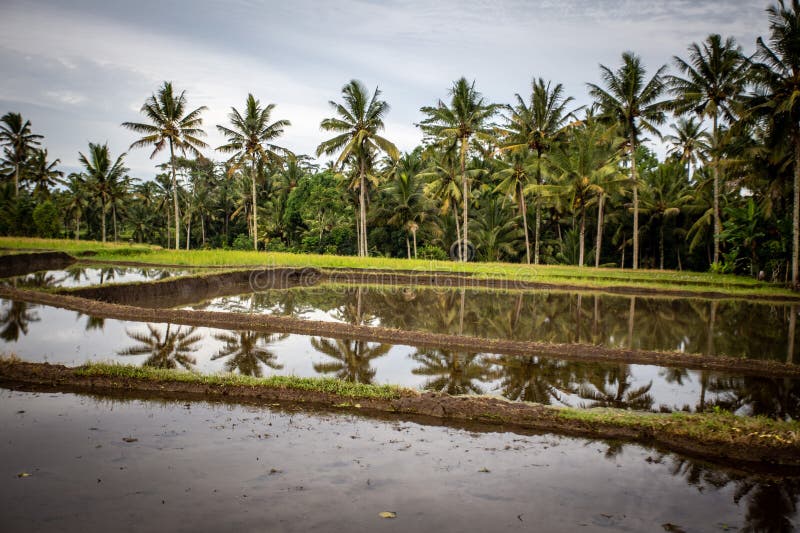 Indonesian Rice Field with Still Water Stock Photo Image of landscape