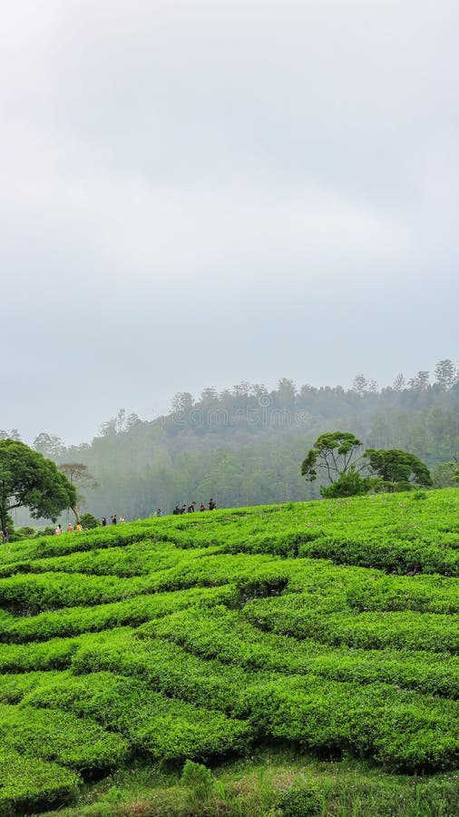 146 Farm Indonesian Tea Stock Photos Free & RoyaltyFree Stock Photos from Dreamstime