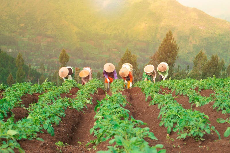 Working on a Potato Field with Thai Farmer. Editorial Stock Image ...