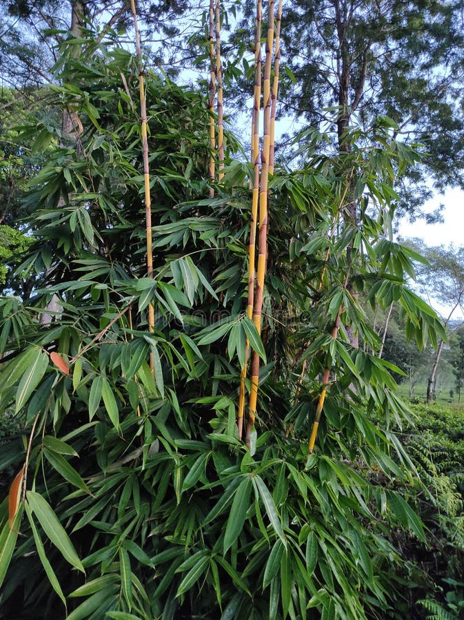 Indonesian Yellow Bamboo Tree Stock Photos Free & RoyaltyFree Stock