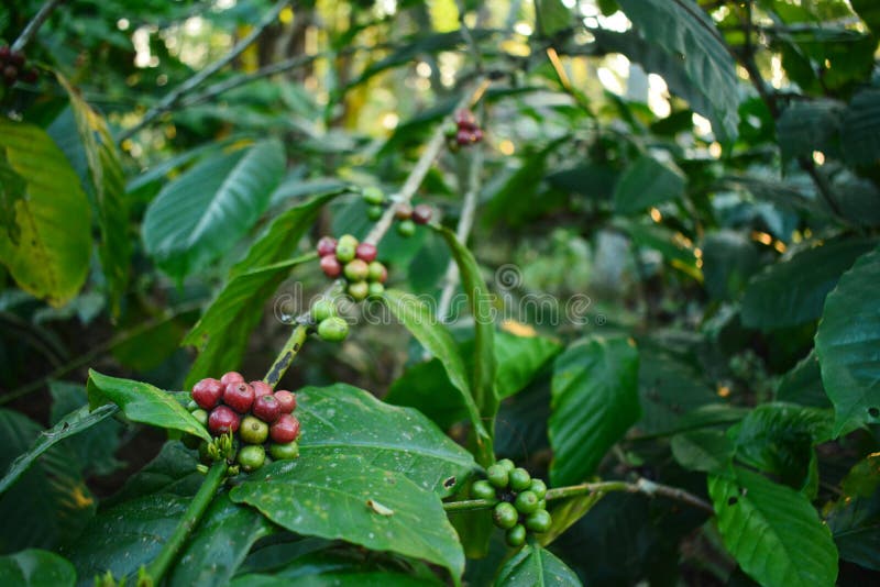 Indonesisch Rood Cherry Coffe royalty-vrije stock foto's Indonesisch Rood Cherry Coffe royalty-vrije stock foto's