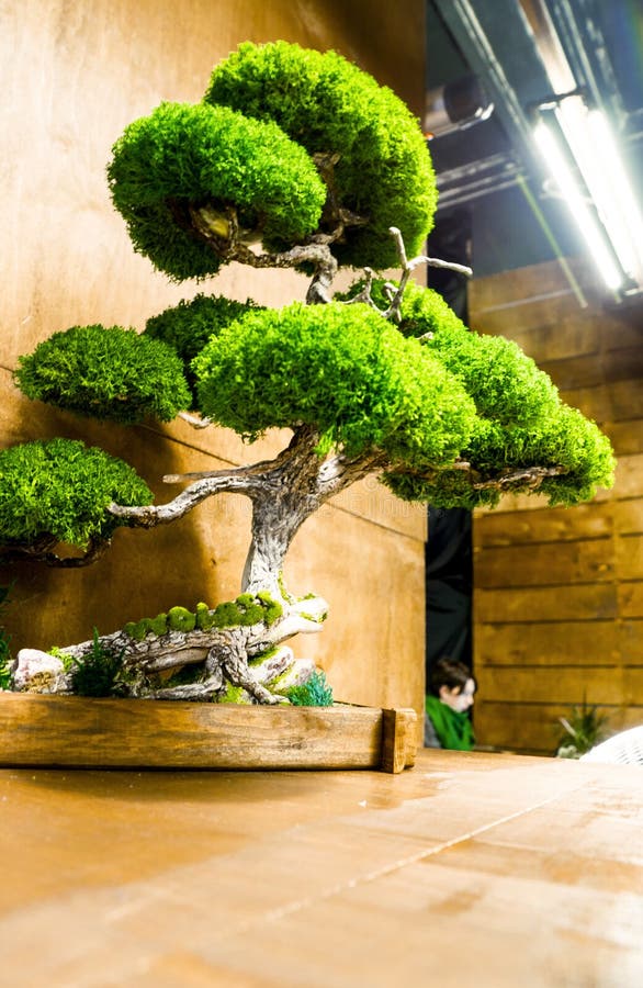 Indoor Bonsai Tree In A Pot Stock Image Image of greenery, plants