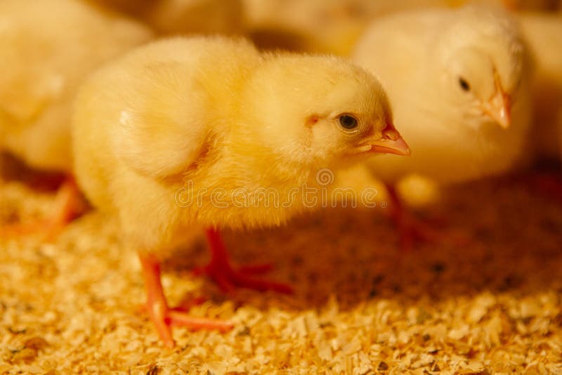 Indoor Chicken Farm, Chicken Feeding, Broiler Chicken Feeding Stock