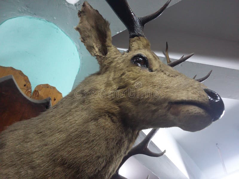 Indoor deer statue stock image. Image of deers, amazing 179234533