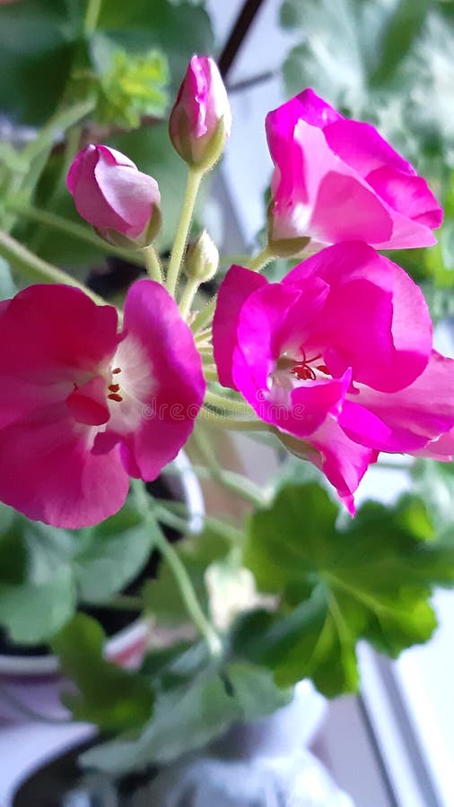 Indoor Flower Geranium, Pink Bloom. Photo Color Stock Photo Image of