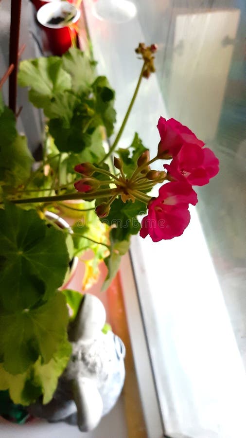 Indoor Flower Geranium, Pink Bloom. Photo Color Stock Image Image of