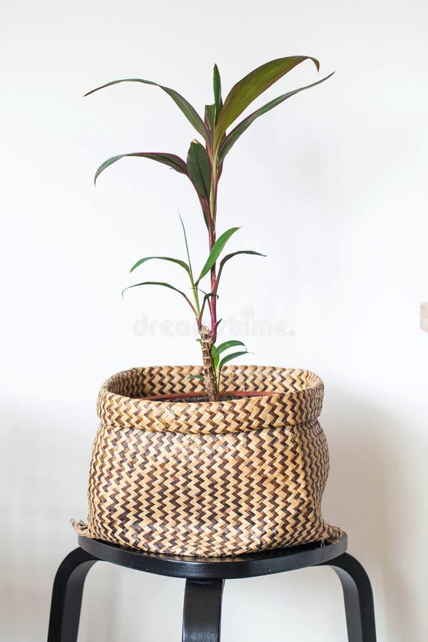 Wicker living room with indoor plants - Information