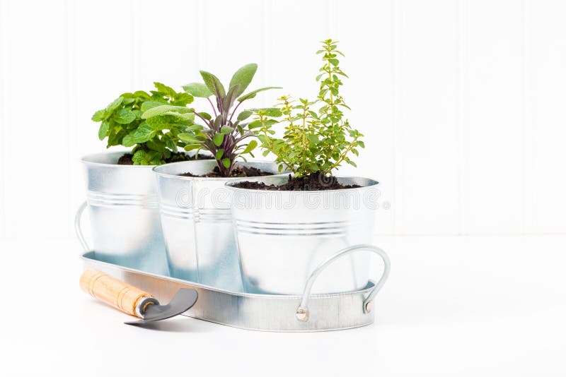 Indoor Herb Garden royalty free stock photography