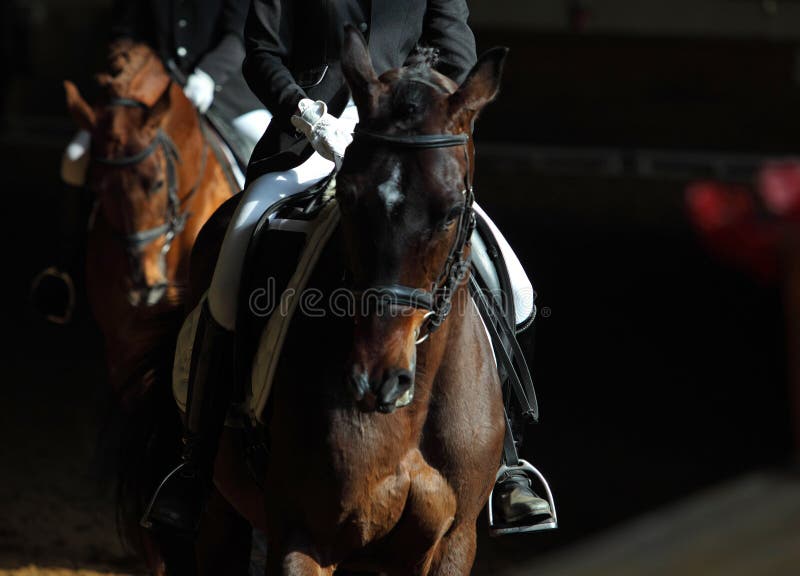 Portrait of a beautiful bay dressage horse with jockey in manege. Portrait of a beautiful bay dressage horse with jockey in manege