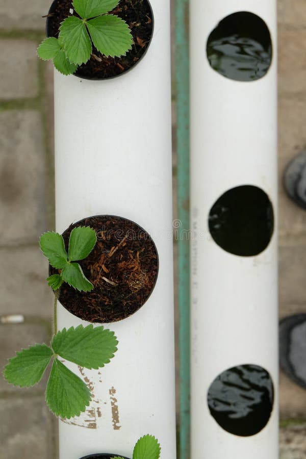Indoor Hydroponic Strawberry with Paralon Pipe Media Stock Photo
