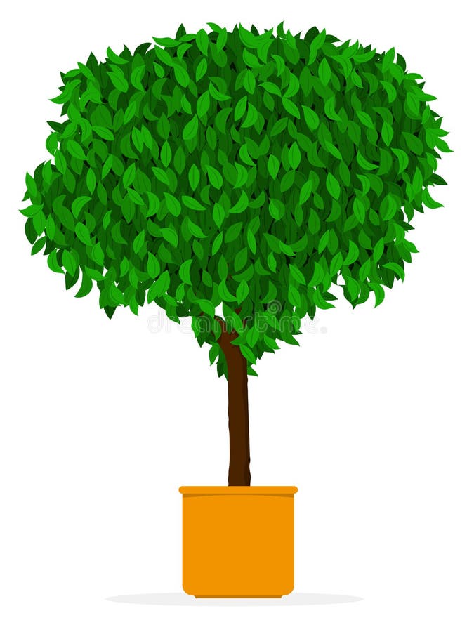 Indoor/outdoor Tree Ficus In Pot Royalty Free Stock Photo Image