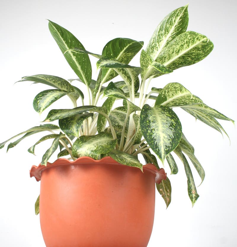 Indoor Plant in a Pot is on the Table at Home Stock Photo Image of
