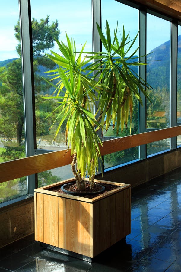 Indoor plant at Bonneville, Oregon.