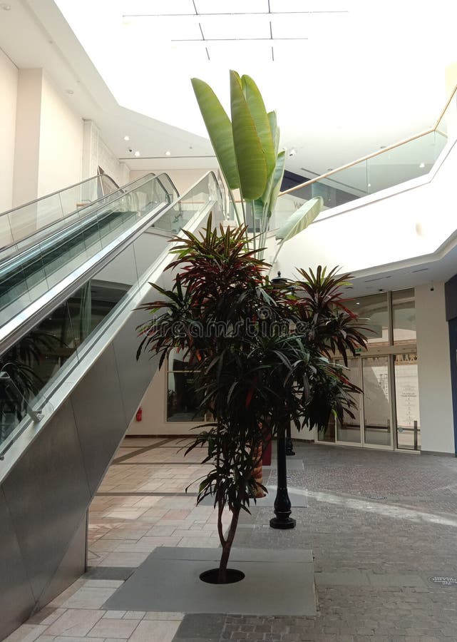 Indoor Plant in a Building in Dubai Stock Photo Image of plant
