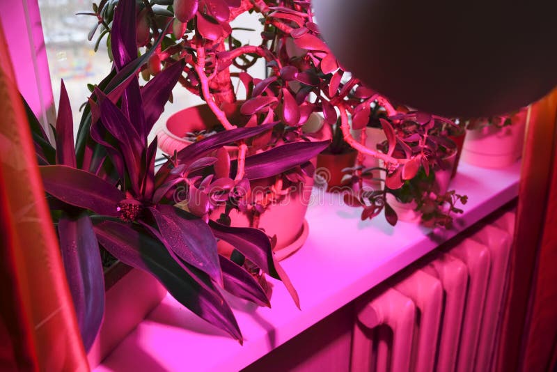 Indoor plant growing and pink LED lighting of phyto plants on an indoor windowsill. LED grow light