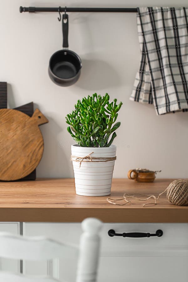 Indoor Plant on the Kitchen Table Stock Photo Image of money, lily