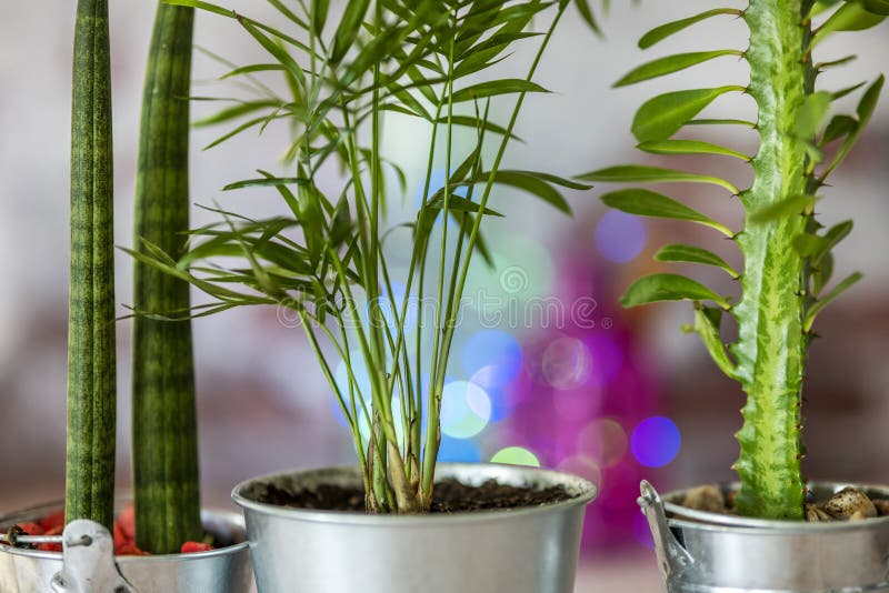 Indoor Plant Stems and Pots with Bokeh Lights Stock Photo Image of