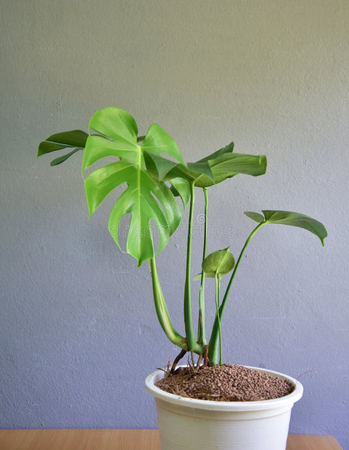 Indoor plants on gray wall stock image. Image of indoors 218417049