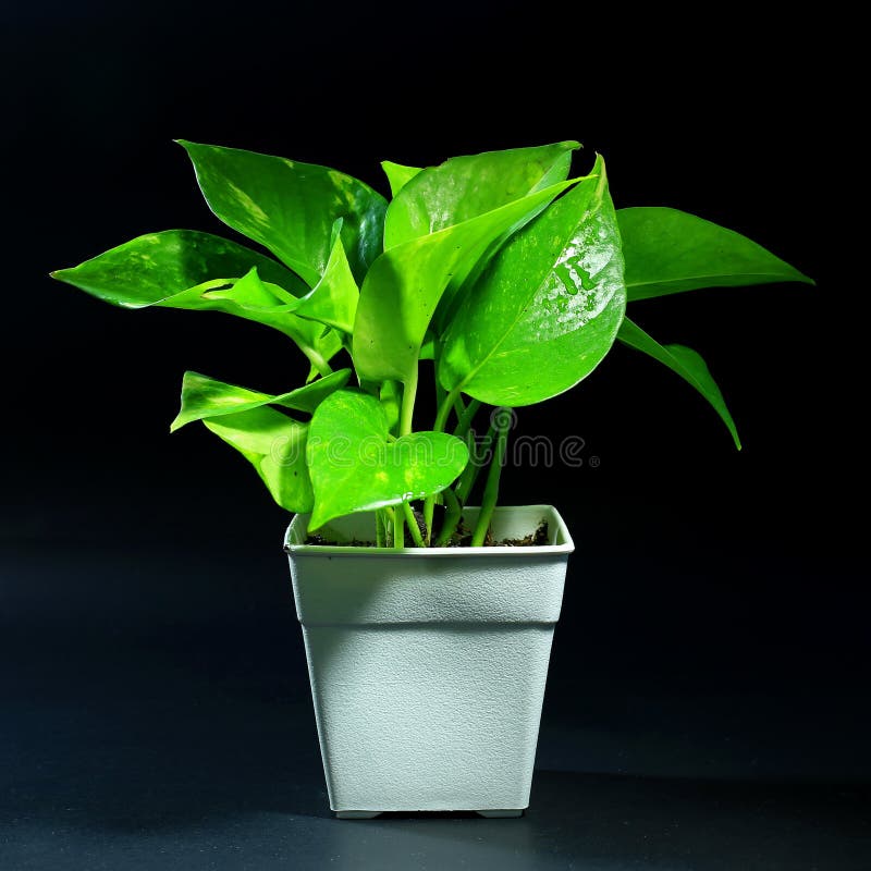 Indoor Plants in Pot on Black Background Stock Photo Image of little