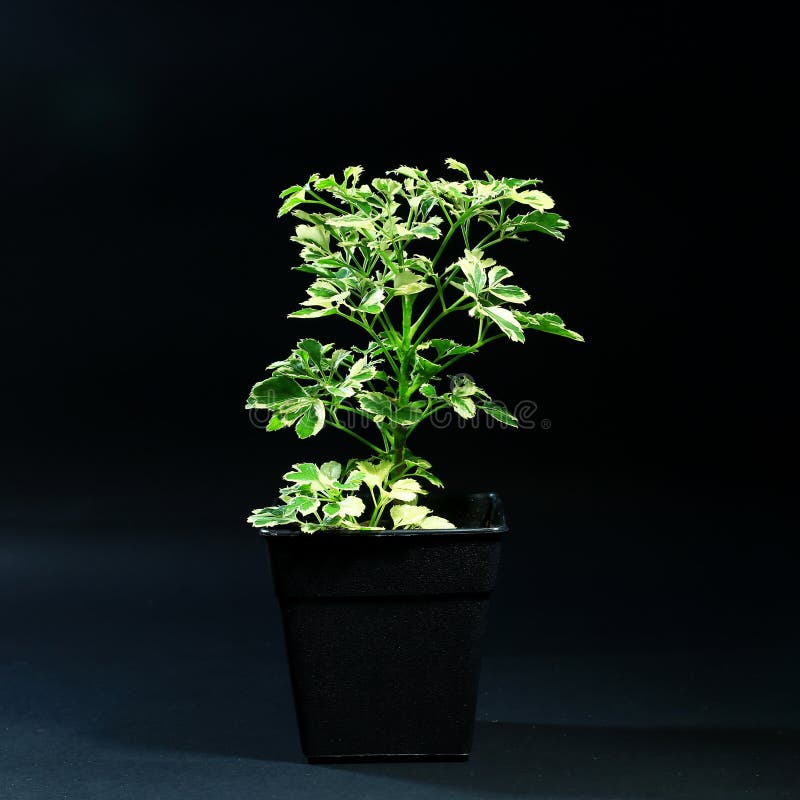 Indoor Plants in Pot on Black Background Stock Photo Image of little