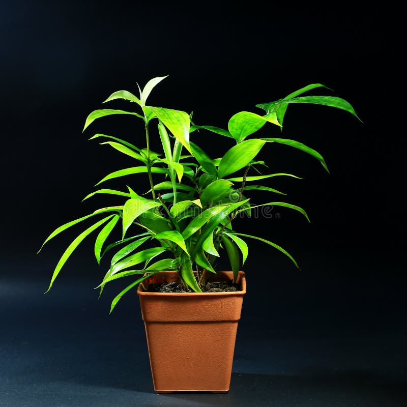 Indoor Plants In Pot On Black Background Stock Photo Image of fresh
