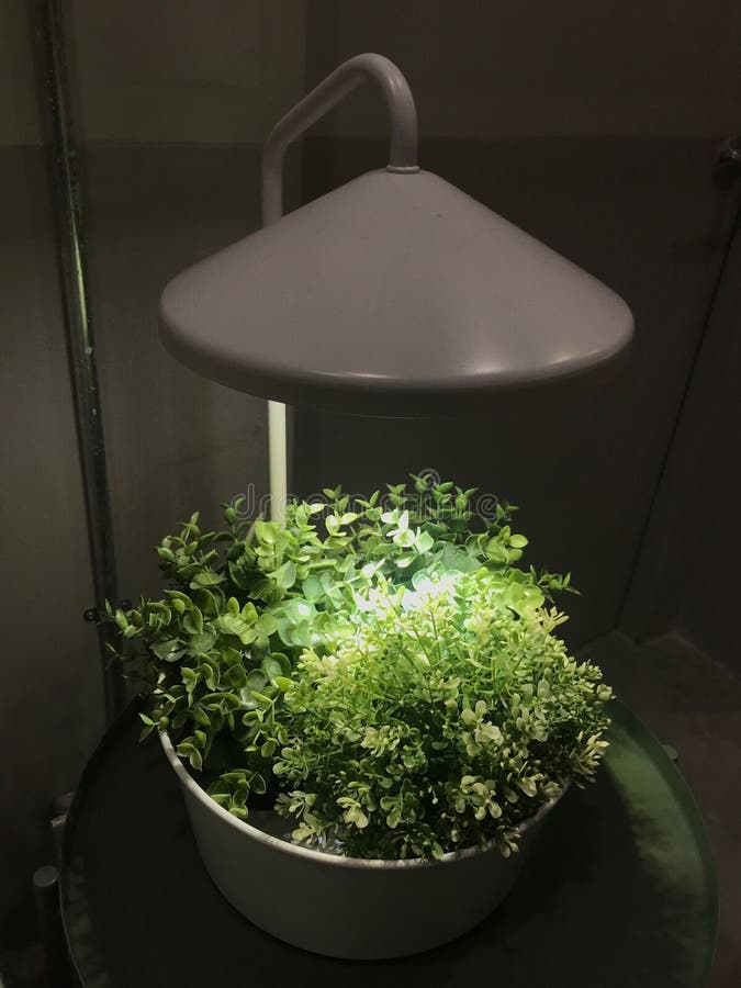 Indoor Plants Under a Grow Light with a Black Background. a Set of