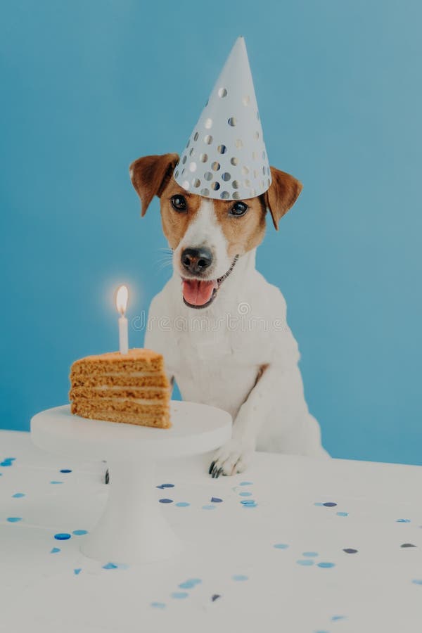 Indoor shot of pedigree dog celebrates first birthday, wears cone party hat, going to eat festive tasty cake, isolated on blue