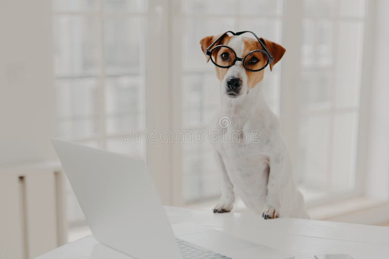 Indoor shot of pedigree jack russell terrier wears optical glasses, keeps paws on white office desk, works on laptop computer