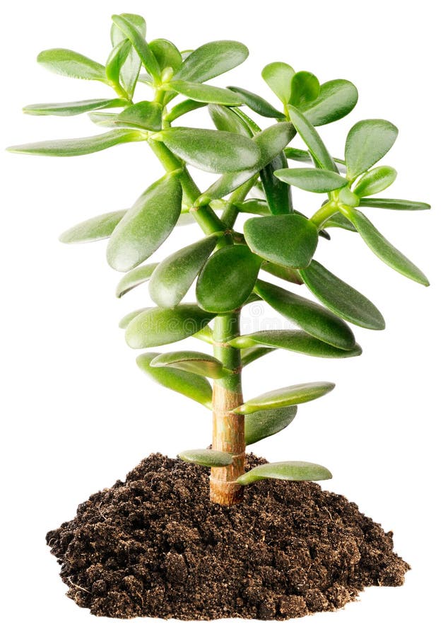 Indoor Succulent Plant Stock Image Image Of Plant Small 17248615