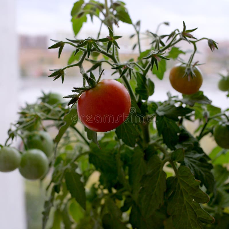 Indoor tomatoes bloom and fruit