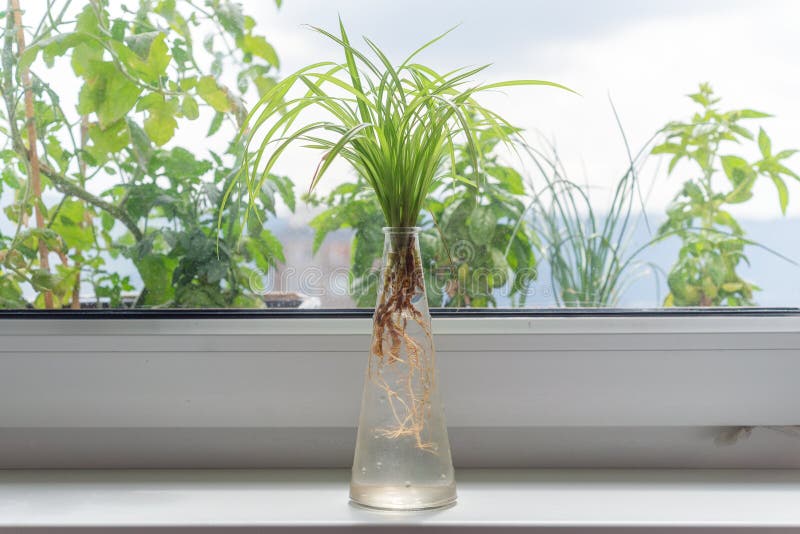 Indoor window planting rooting in glass bottle fibrous root grow