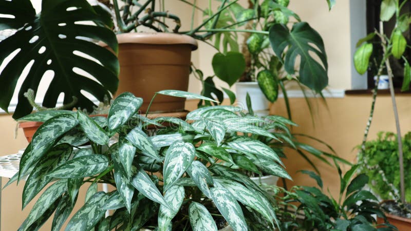 Indoor winter garden with different plants. A corner of the winter garden in an indoor environment with artificial light with a variety of deociative plants for stock photography