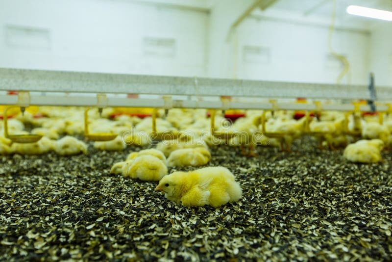 Indoors Chicken Farm, Chicken Feeding. Chicken Farm Stock Photo Image