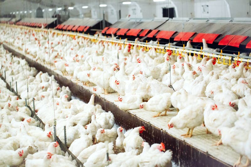 Indoors Chicken Farm, Chicken Feeding, Large Egg Production Stock Photo