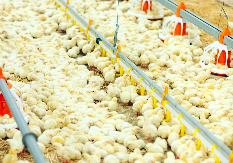 Indoors Chicken Farm, Chicken Feeding, Large Egg Production Stock Image