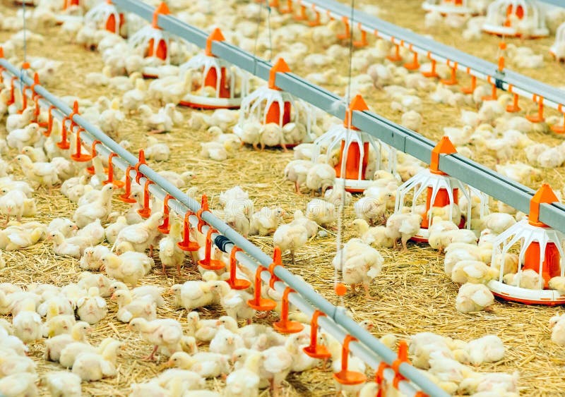 Indoors Chicken Farm, Chicken Feeding, Large Egg Production Stock Image