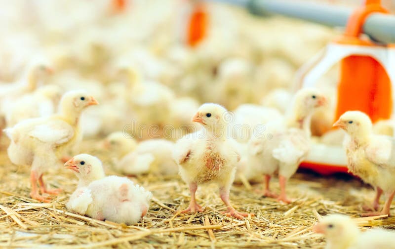 Indoors Chicken Farm, Chicken Feeding, Large Egg Production Stock Photo