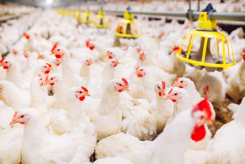 Indoors Chicken Farm, Chicken Feeding, Large Egg Production Stock Photo