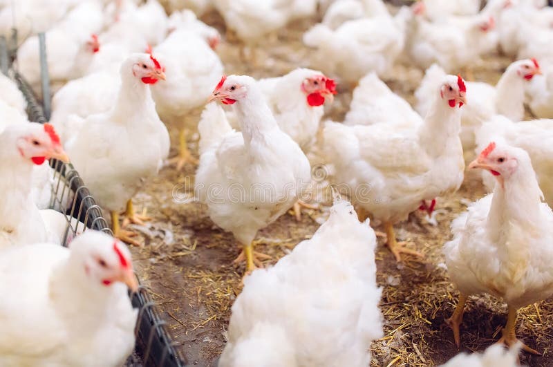 Indoors Chicken Farm, Chicken Feeding, Large Egg Production Stock Image