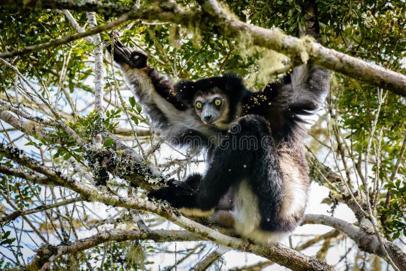 Indri lemura obwieszenie w drzewnym baldachimu patrzeje my obraz stock Indri lemura obwieszenie w drzewnym baldachimu patrzeje my obraz stock