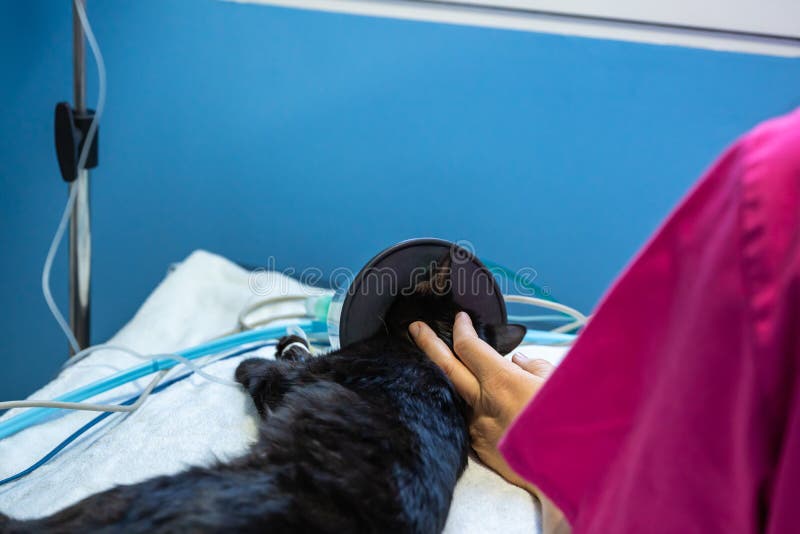 Induction Anesthesia in a Cat Stock Photo Image of hospital, care