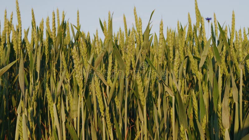 Industria agrícola. fondo constante de trigo. imágenes de cierre de trigo verde.