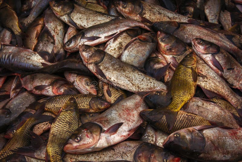 Industrial Fishing. Illegal Fishing and Seafood Stock Photo Image of